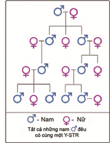 Phả hệ xác định di truyền dòng nội theo NST Y