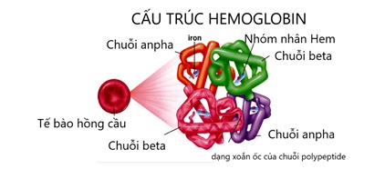 Cấu trúc Hemoglobin