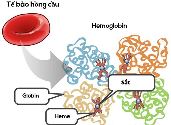 Hemoglobin là gì?