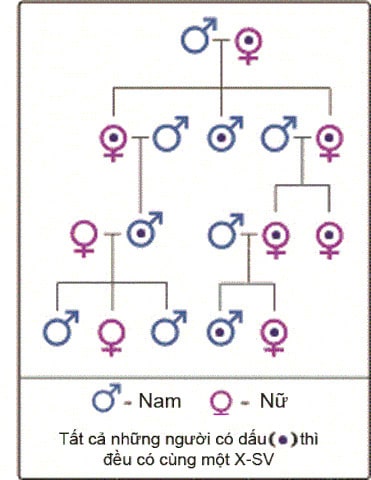 Phả hệ xác định di truyền theo DNA ti thể dòng ngoại