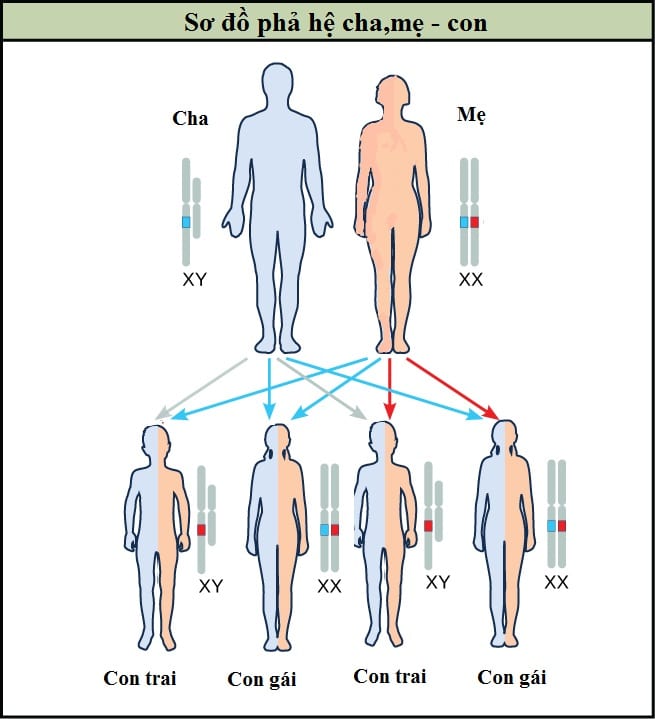 Sơ đồ di truyền cha mẹ con